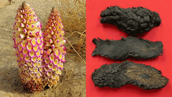 Các chuyên gia sau đó xác định vật thể này là cây Nhục thung dung, một loại dược liệu cực kỳ quý hiếm với giá trị lên tới hàng tỷ đồng. Ông Vương rất may mắn khi tìm thấy loại cây này và đã bán được với mức giá ấn tượng. (Ảnh: Thương hiệu và Pháp luật)