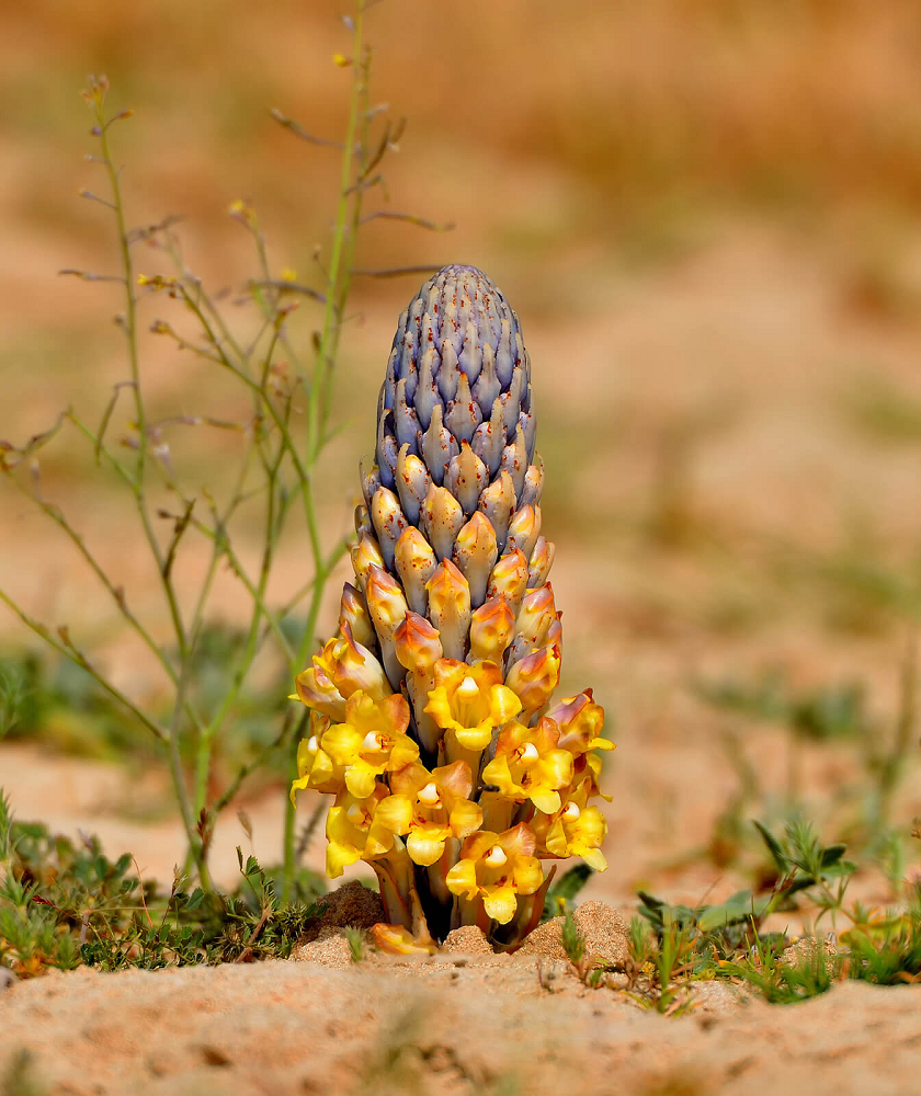 Cây cao 15-30cm, hoa màu vàng hoặc tím nhạt, thân rễ phát triển thành củ – bộ phận được dùng làm thuốc. Nhục thung dung có nhiều tên gọi như địa tinh, kim duẩn, hắc tư lệnh và được ví như "nhân sâm sa mạc". (Ảnh: Earth.com)