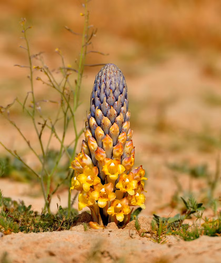 Cây cao 15-30cm, hoa màu vàng hoặc tím nhạt, thân rễ phát triển thành củ – bộ phận được dùng làm thuốc. Nhục thung dung có nhiều tên gọi như địa tinh, kim duẩn, hắc tư lệnh và được ví như "nhân sâm sa mạc". (Ảnh: Earth.com)