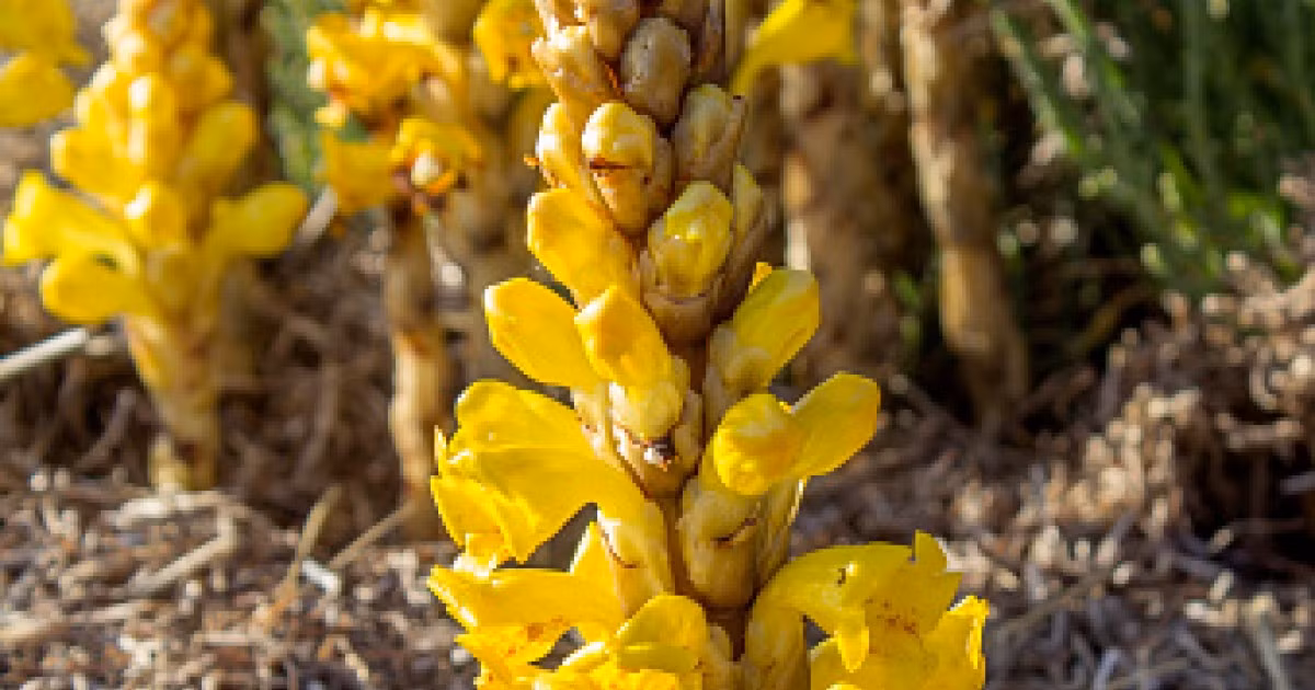 Nghiên cứu hiện đại cho thấy nó chứa nhiều hoạt chất sinh học giúp tăng cường miễn dịch, chống lão hóa, điều hòa huyết áp và kích thích tuyến thượng thận. (Ảnh: Herbie's Herbs)