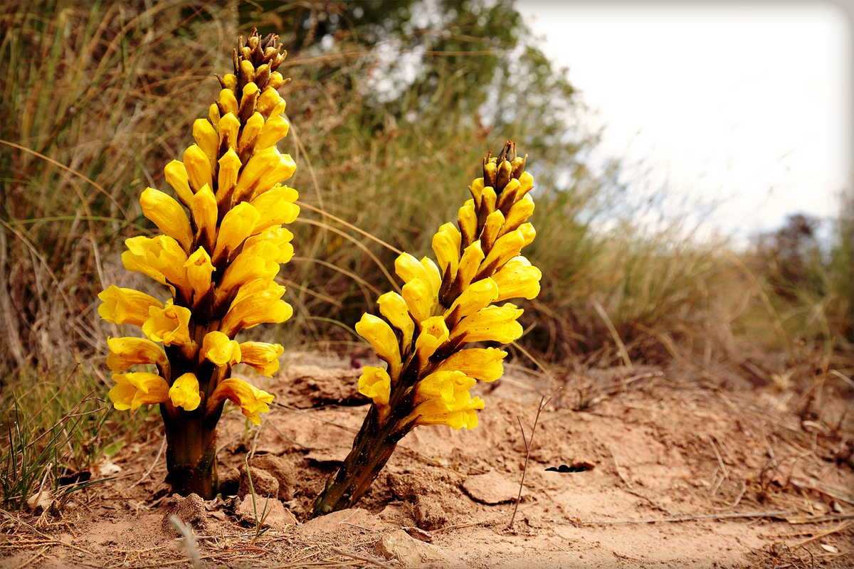 Nhục thung dung là vị thuốc Đông y lâu đời, chuyên bổ thận, tráng dương, hỗ trợ sinh lý cho cả nam và nữ. Loài cây này được mệnh danh là "dũng sĩ sa mạc" vì có thể tồn tại trong điều kiện khắc nghiệt nhờ cơ chế ký sinh vào rễ cây chủ. (Ảnh: Earth.com)
