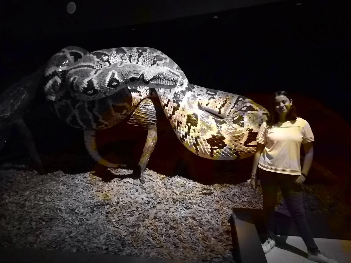 Titanoboa không chỉ có kích thước khủng khiếp, mà còn có khả năng săn mồi đa dạng, từ cá đến rùa, thậm chí cả cá sấu. Môi trường đầm lầy nhiệt đới ẩm ướt của Nam Mỹ thời đó đã cung cấp một nguồn thức ăn thuận lợi cho loài rắn này phát triển đến kích thước ngoại cỡ. (Ảnh: Reddit)