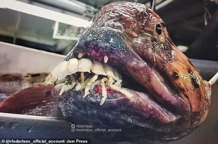 Cá sói Đại Tây Dương: Có vẻ ngoài "đáng sợ" và là loài đánh bắt hiếm.(Ảnh: Jam Press)