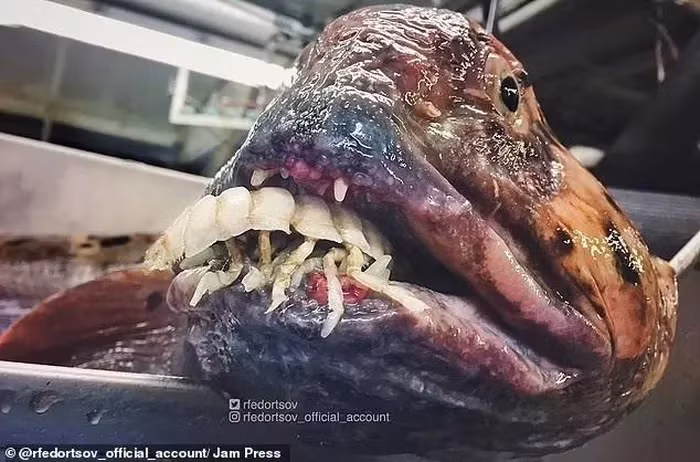 Cá sói Đại Tây Dương: Có vẻ ngoài "đáng sợ" và là loài đánh bắt hiếm.(Ảnh: Jam Press)