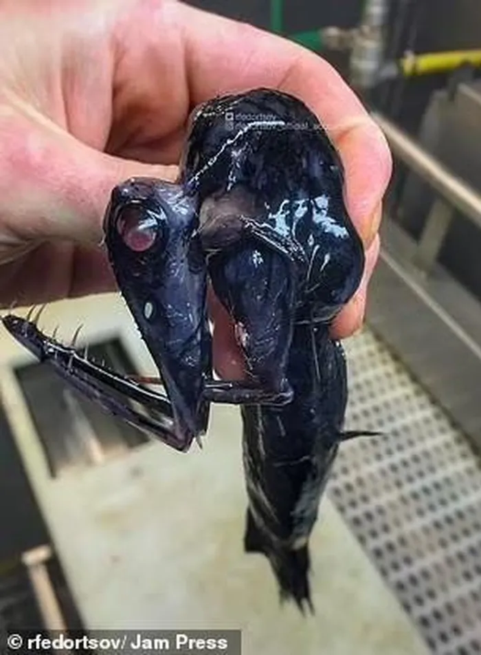 Cá hàm lỏng: Có miệng mở rộng để nuốt con mồi lớn. (Ảnh: Jam Press)