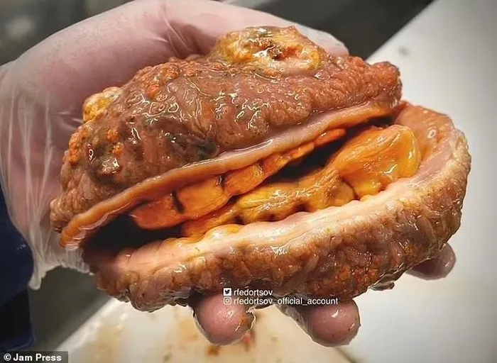 Fedortsov cũng từng bắt được nhiều sinh vật biển độc đáo khác như "Cá cheeseburger": Có vẻ ngoài nhớt nháp, màu cam, được so sánh với bánh kẹp và nhân vật hoạt hình. (Ảnh: Jam Press)