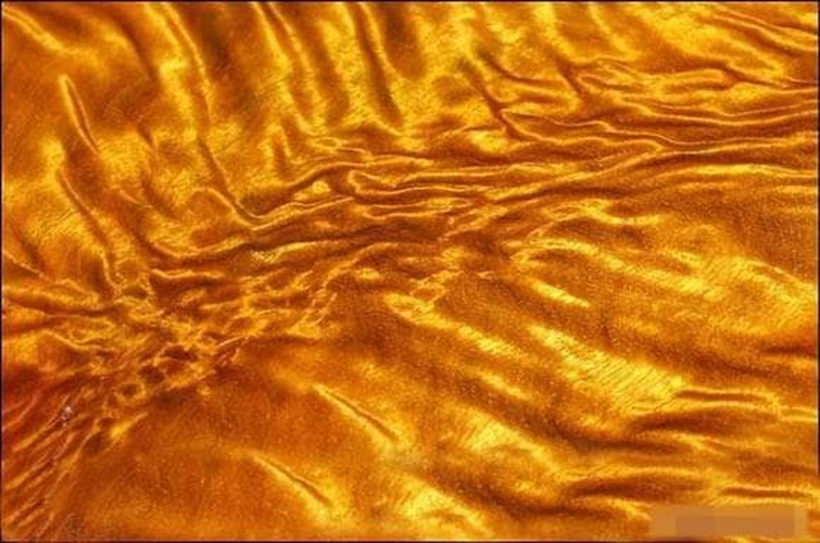 Nanmu vàng, còn gọi là "Gỗ Hoàng đế", là loại gỗ cực kỳ quý hiếm, có giá trị lên tới 100 triệu nhân dân tệ (~350 tỷ VNĐ) mỗi cây, nhờ đặc tính vượt trội về chất lượng, màu sắc và độ bền. (Ảnh: DNVN)