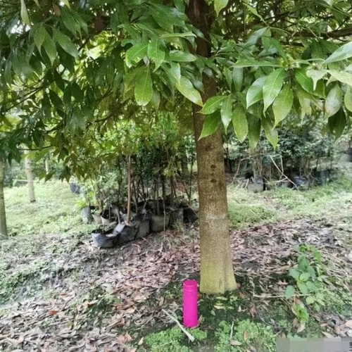 Khả năng sinh trưởng của gỗ rất khắt khe, cần khí hậu ấm ẩm, đất thoáng khí, và thời gian phát triển kéo dài từ 50 đến 500 năm. (Ảnh: DNVN)