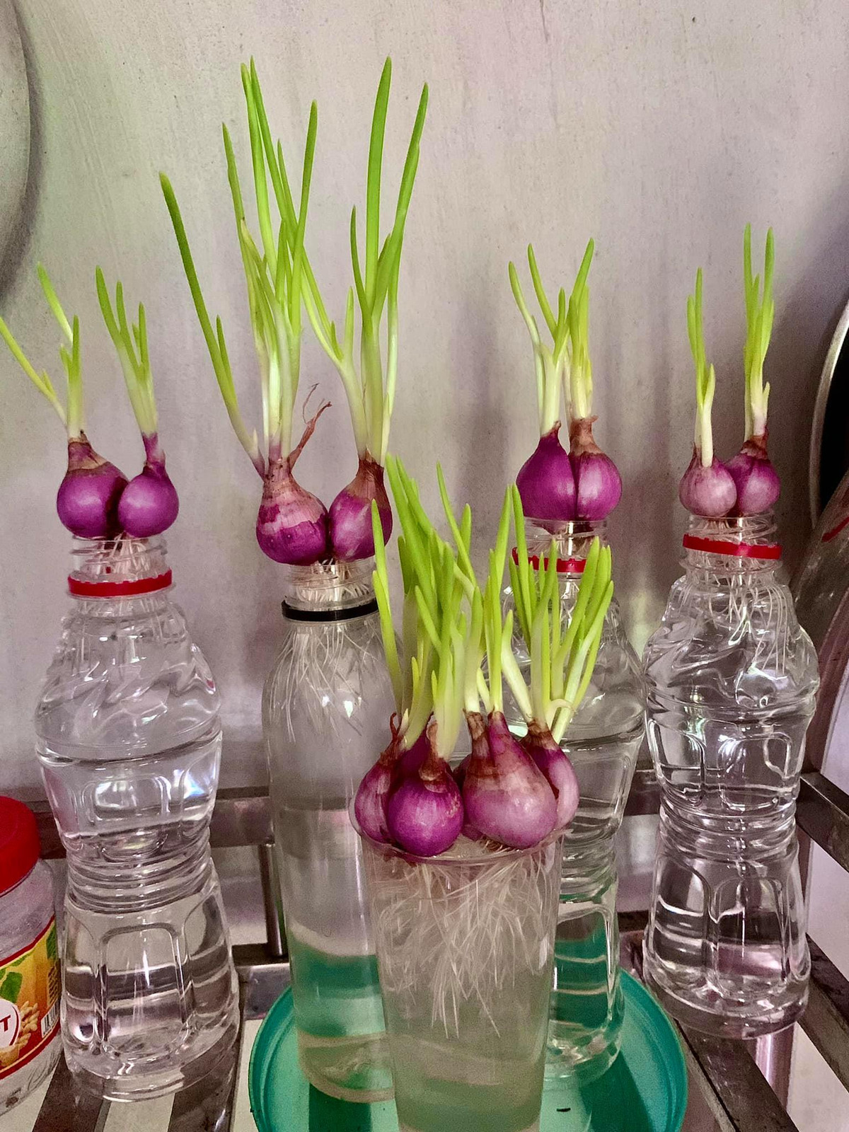 Mùa dịch vừa có hành lá ăn vừa giúp thư giãn. Đây cũng được coi là thú vui những ngày giãn cách được giới trẻ ưa chuộng. Ảnh: Tổng hợp