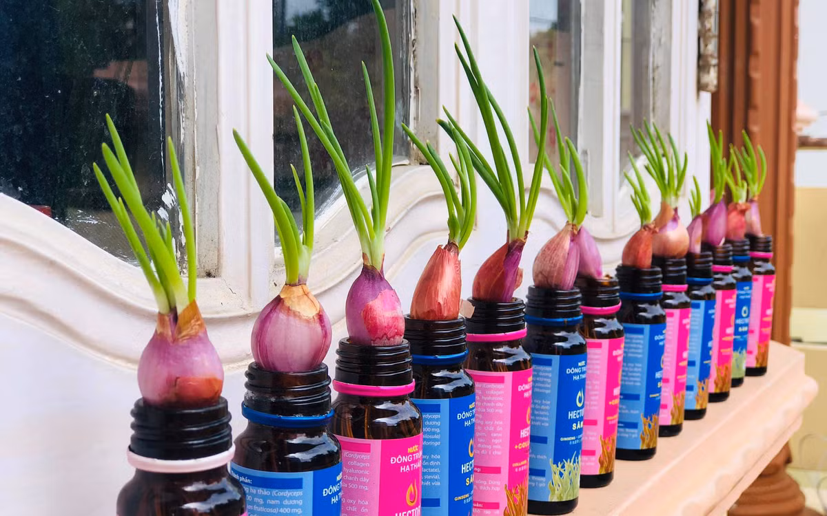 Ở nhà chống dịch nhiều người hạn chế ra đường, đi chợ nên nhiều bạn trẻ còn trổ tài trồng hành lá ngay tại nhà.