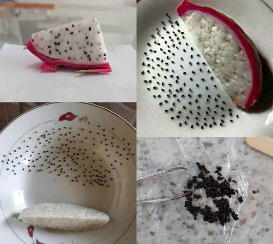 Theo một tài khoản mạng chia sẻ: “Đến tận bây giờ tôi mới biết là, trong 1 miếng thanh long nặng 13,867g (cao: 46mm, dài: 32mm) có đến 245 hạt và trung bình mỗi hạt nặng 0.0045322449g”.