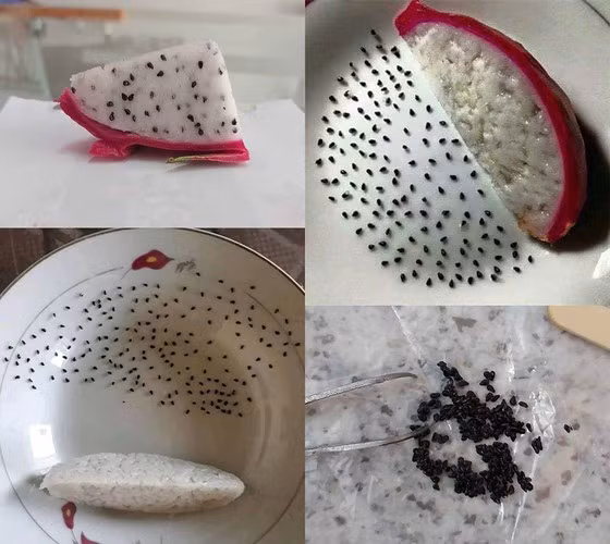 Theo một tài khoản mạng chia sẻ: “Đến tận bây giờ tôi mới biết là, trong 1 miếng thanh long nặng 13,867g (cao: 46mm, dài: 32mm) có đến 245 hạt và trung bình mỗi hạt nặng 0.0045322449g”.