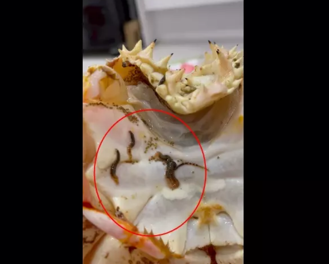 Cụ thể, khi đặt mua online con cua hoàng đế về ăn, đến khi bóc cua ra bạn gái cũ Quang Hải mới điếng người khi phát hiện rất nhiều "sinh vật lạ'' bên trong còn ngoe nguẩy.