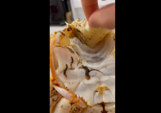 Kèm theo đó Huỳnh Anh còn chia sẻ thêm đoạn clip ngắn soi rõ những "vật thể lạ" đang bò lúc nhúc bên trong con cua khiến ai nhìn cũng.. nổi hết da gà.