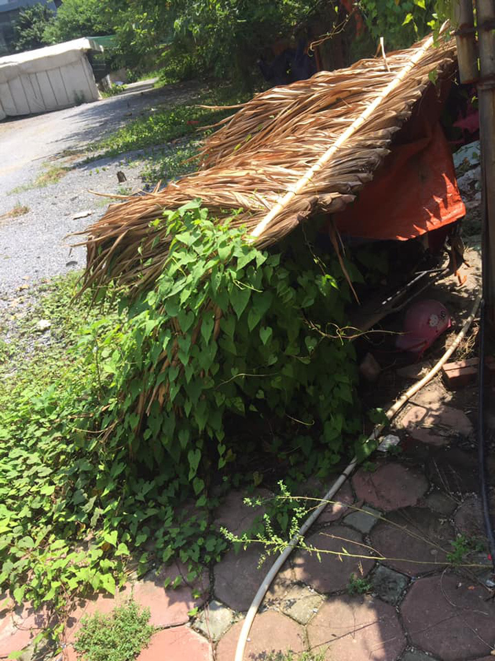 Ở bức hình khác, chiếc xe máy gửi ở bãi đỗ có mái che đã bị mấy dây leo quấn kín bánh.