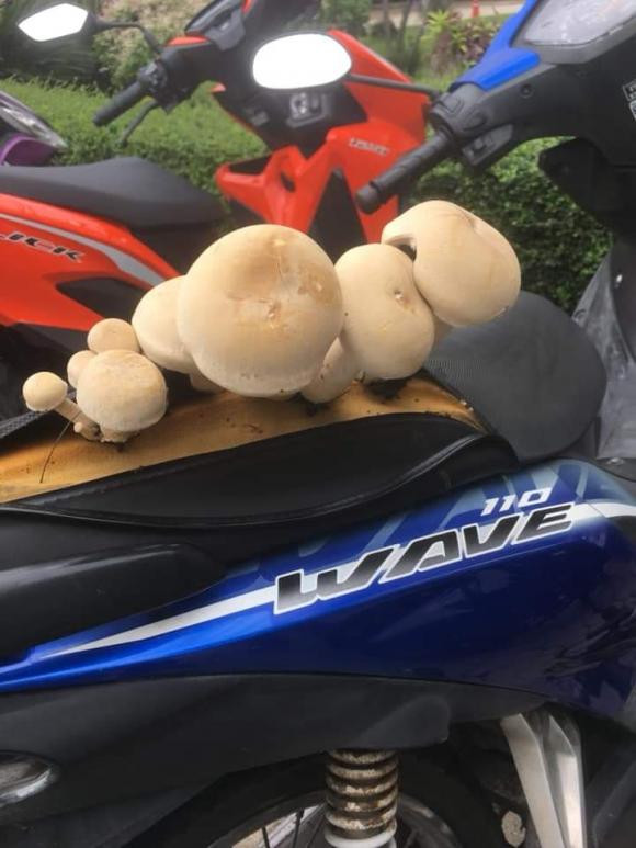 Thậm chí có những chiếc xe máy mọc hẳn nấm khá to trên yên xe vì để lâu, không sử dụng trong thời gian dài.