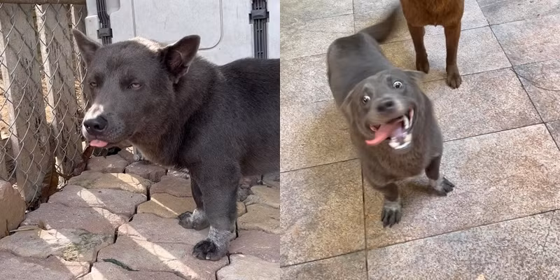 Nếu xem loạt ảnh mới đây của Dúi thì có lẽ mọi người sẽ có cái nhìn khác về sức hút của idol ở thời điểm hiện tại. Thay vì biểu cảm thách thức thuở xưa, Dúi của ngày hôm nay lại mang vẻ mặt khinh người, không được thân thiện như trước.