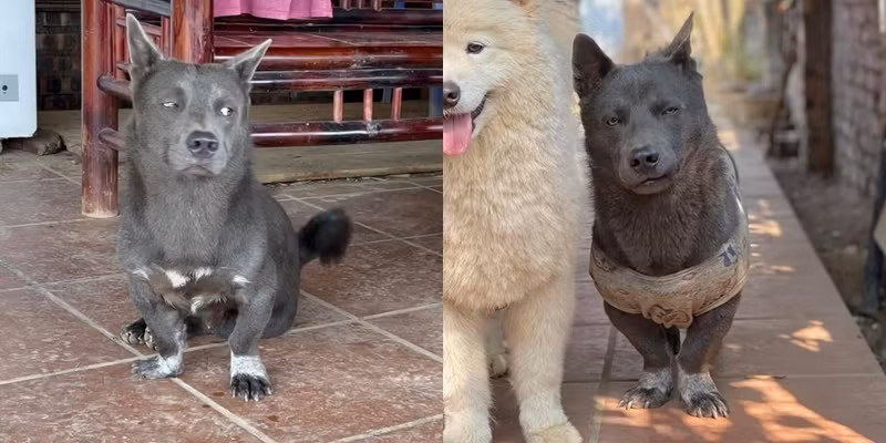 Bẵng đi một thời gian, idol Dúi vẫn rất chăm cập nhật tình hình trên fanpage nhưng dường như độ phủ sóng đã giảm đi đôi chút, sức tương tác không còn mạnh mẽ như hồi xưa.