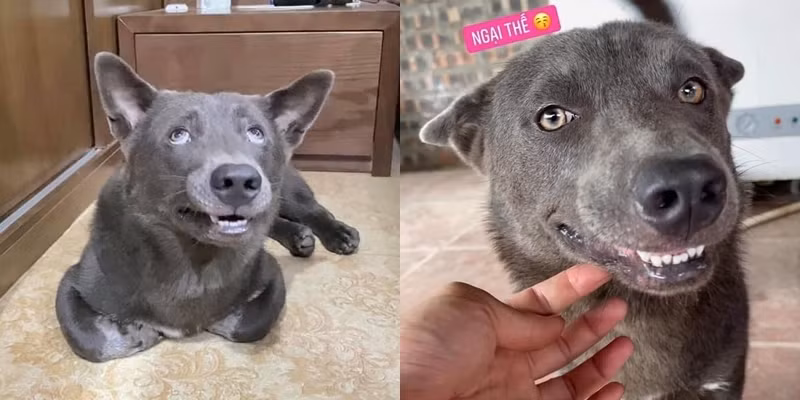 Mặc dù đã trưởng thành nhưng Dúi vẫn lùn, mắt hình như đã bớt lé nhưng thay vào đó, vẻ “giang hồ” lại tăng thêm một bậc.