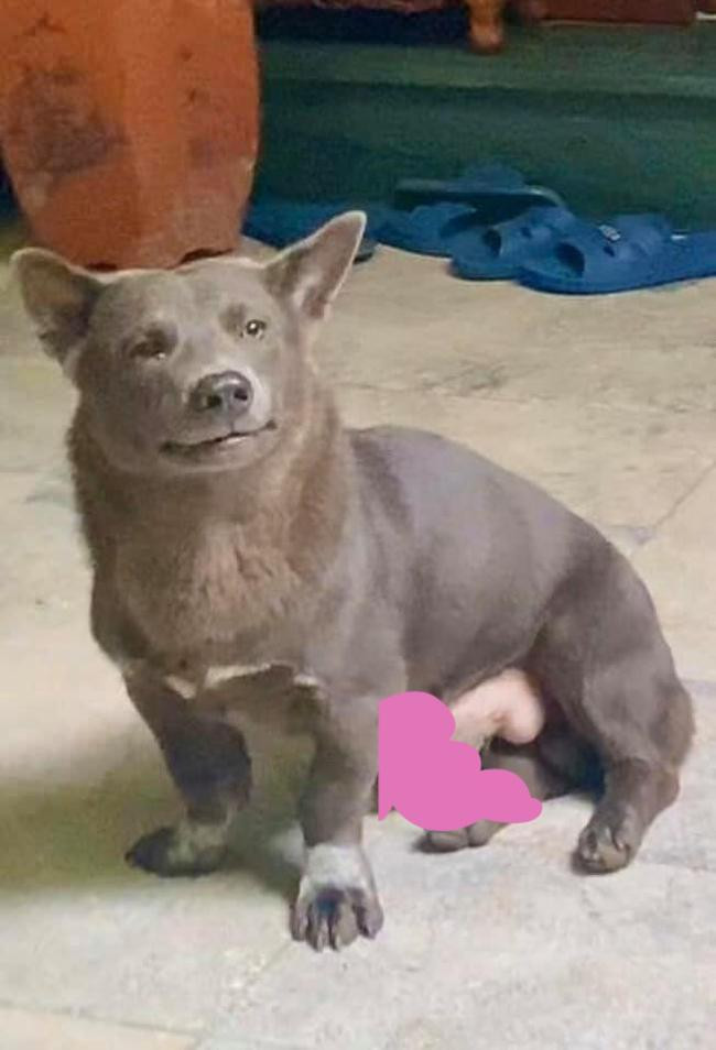 Dưới mỗi bức ảnh luôn có vài nghìn lượt yêu thích và bình luận sôi nổi về biểu cảm đặc biệt của chú chó này.