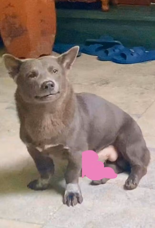 Dưới mỗi bức ảnh luôn có vài nghìn lượt yêu thích và bình luận sôi nổi về biểu cảm đặc biệt của chú chó này.