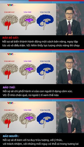 Điểm đáng chú ý nhất là MC Chuyển động VTV24 đã so sánh cơ sở khoa học về não bộ con người. Nhưng điểm đáng bức xúc là lại so sánh với cấu trúc của những loài khác như bò sát, thú vật...