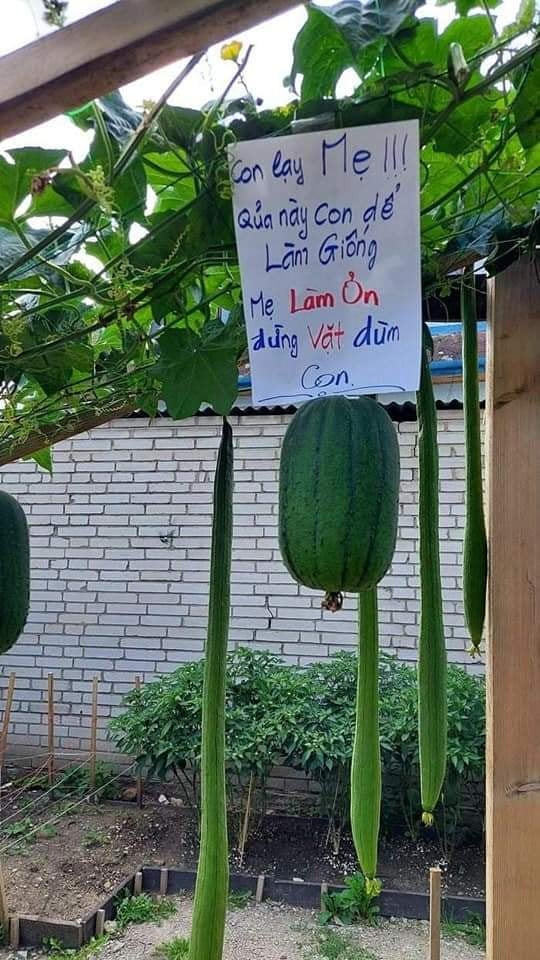 Để tiết kiệm chi phí nên nhiều gia chủ đã tự trồng luôn rau tại nhà. Ấy thế, ở nhà trồng rau thôi mà cũng không tránh khỏi các tình huống dở khóc dở cười, đặc biệt là việc chống trộm.