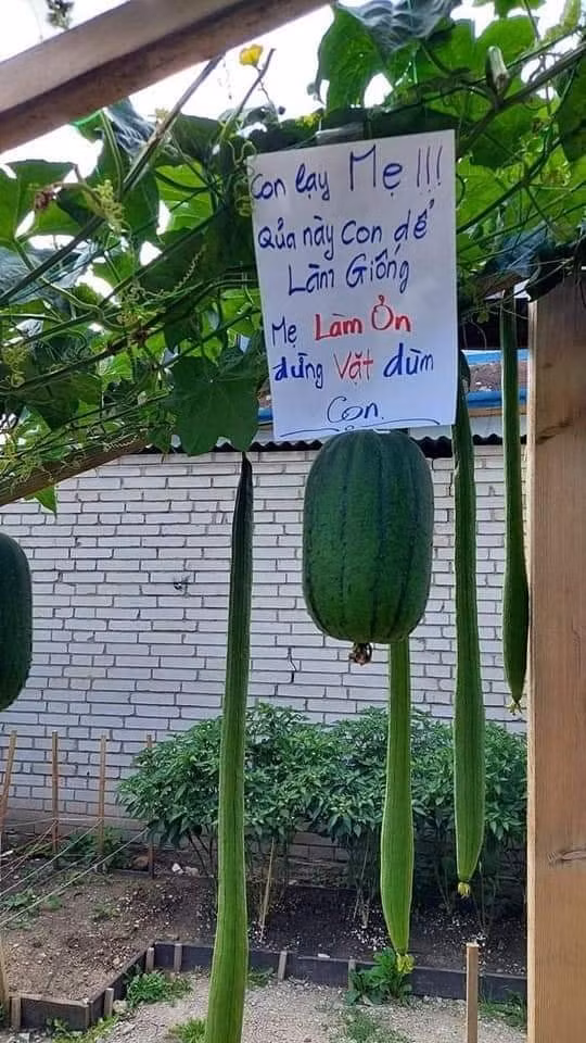 Loat canh bao chong trom rau cua chu vuon gay sot mang