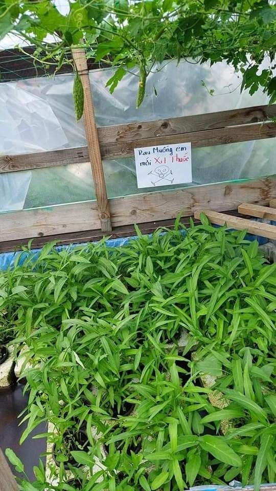 Theo đó, khắp các luống rau nhà anh chủ vườn này đều được treo những tấm biển chống hái trộm cảnh báo được viết bằng tay, đề chữ tiếng Việt to, rõ ràng.