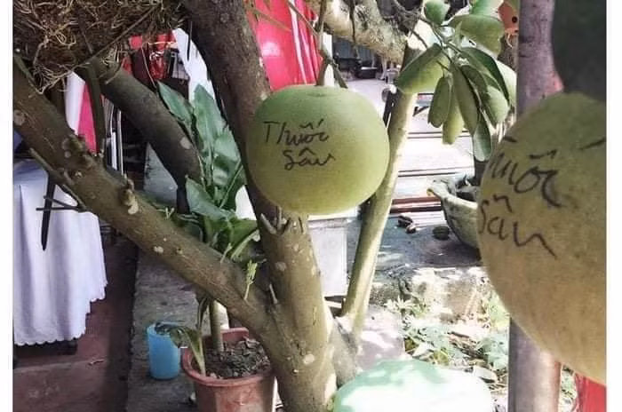 Có mỗi mấy quả bưởi thôi nên ghi luôn cho tên trộm chúng nó sợ.