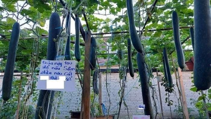 Phía dưới phần bình luận, đa phần netizen đều cảm thấy thích thú với cách chống trộm của anh chủ vườn này. Bên cạnh đó, không ít người lại đoán già đoán non về tính cách của chủ nhân các tấm biển.