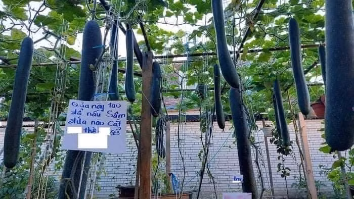 Phía dưới phần bình luận, đa phần netizen đều cảm thấy thích thú với cách chống trộm của anh chủ vườn này. Bên cạnh đó, không ít người lại đoán già đoán non về tính cách của chủ nhân các tấm biển.