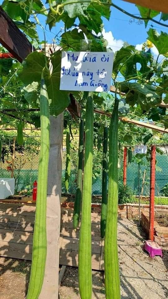 Mới đây, loạt ảnh về biển báo chống hái trộm của một ông bố đảm đã khiến cư dân mạng được phen cười nghiêng ngả.