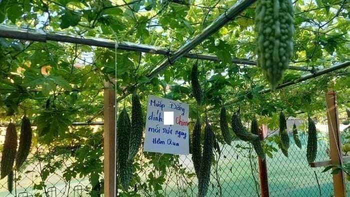 Nội dung trên mỗi tấm biển đọc xong ai nấy đều "toát mồ hôi" bởi những lời dọa dẫm có phần cục súc như: "Quả này tôi để nấu sâm, đứa nào cắt tôi thề sẽ...", "mụ già ơi, 3 quả này tôi làm giống",...