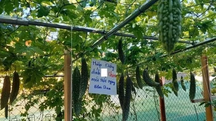 Nội dung trên mỗi tấm biển đọc xong ai nấy đều "toát mồ hôi" bởi những lời dọa dẫm có phần cục súc như: "Quả này tôi để nấu sâm, đứa nào cắt tôi thề sẽ...", "mụ già ơi, 3 quả này tôi làm giống",...