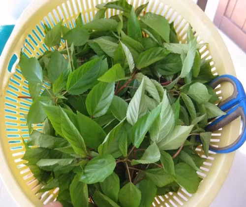 Hàm lượng sắt có trong rau đay còn giúp giảm thiểu tình trạng co thắt cơ bắp (hay hội chứng chuột rút) rất hiệu quả. (Nguồn Vuahatgiong)