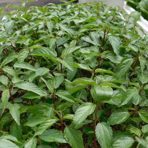 Rau đay chứa vitamin B6 có thể giúp ngăn ngừa các rối loạn về mắt và mất thị lực. Vì vậy, ăn rau đay còn thường xuyên sẽ làm chậm sự phát triển các bệnh về mắt, trong đó có thoái hóa điểm vàng. (Nguồn Rauviet).