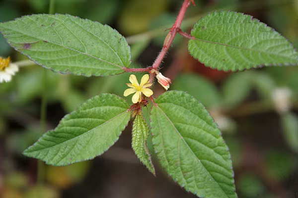 Chất nhớt trong rau đay là một tổ hợp chất sinh học có công dụng kích thích ruột vận động, do đó rau đay còn có tác dụng làm nhờn phân giúp nhuận tràng và trị táo bón. (Nguồn Pgrvietnam)