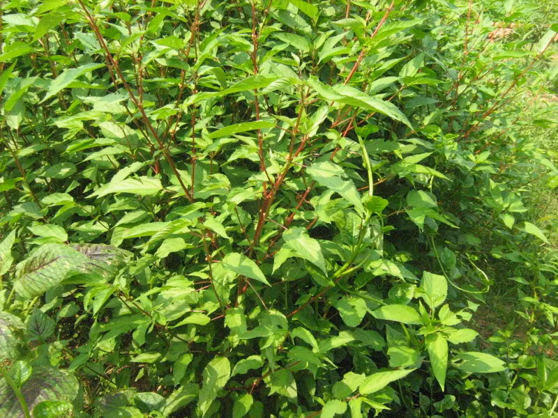 Phụ nữ nếu ăn rau đay liên tục trong 3 - 4 tuần ngay sau khi sinh con sẽ giúp kích thích tiết sữa nhiều hơn và hàm lượng chất béo trong sữa cũng nhiều hơn. (Nguồn Vienduoclieu)