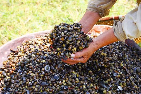 Không chỉ các loại hải sản tươi chứa vi khuẩn, các loại hải sản chết như tôm, cua, sò, hến cũng chứa nhiều độc tố nguy hiểm. (Nguồn Tamky)