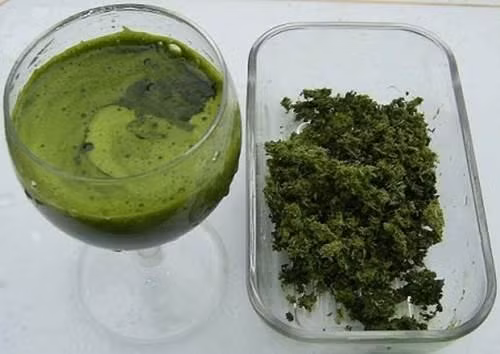 Chữa viêm họng. Cộng đồng người dân Congo đã dùng rau này để ngâm hoặc trộn cùng muối và dầu cọ để trị bệnh ho. Còn ở Việt Nam, dân gian thường chữa bệnh ho từ rau càng cua bằng cách: Xay nhỏ rau càng cua lấy nước cốt ngậm hoặc lấy nước cốt của rau này pha cùng nước ấm để uống. Ảnh: Xoaseothamy.