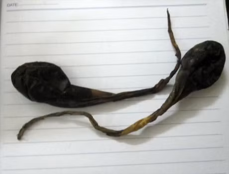 Mật gà. Dân gian gọi tên mật gà là kê đảm, có vị đắng, tính hàn, không độc, có tác dụng giảm ho, long đờm, tiêu độc, chống viêm. Ảnh: SKĐS.