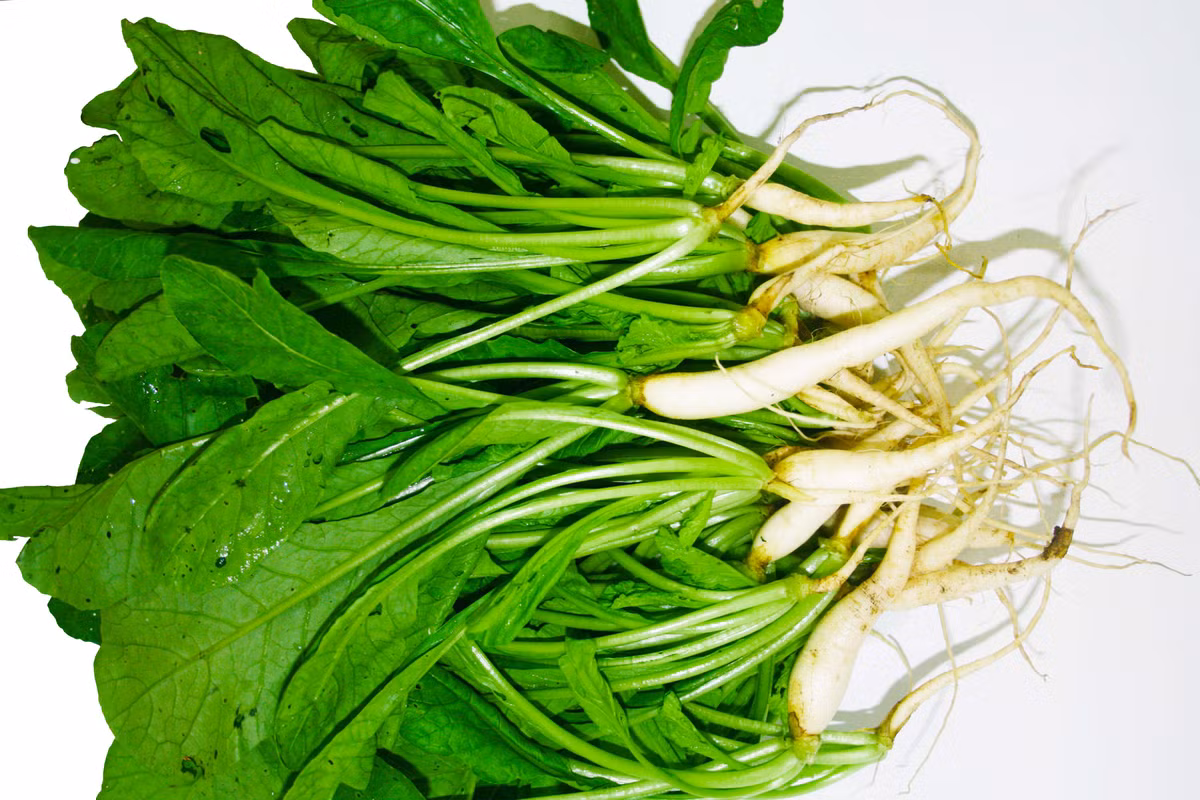 Dùng lá củ cải trắng tươi, rửa sạch, đem phơi cho đến khi lá khô lại. Sau đó cho thêm 1 lít nước sắc lửa nhỏ và lọc lấy nước để uống, có thể cho thêm ít đường nếu cảm thấy mùi vị hơi khó uống hoặc không ngon miệng. Ảnh: Sparpha.