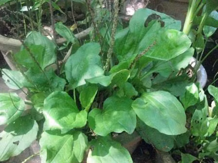 Nước râu ngô có thể chữa được bệnh sỏi thận nếu phối hợp cùng rau kim tiền thảo, mã đề (ảnh), rễ cỏ tranh. Bệnh sốt xuất huyết cũng có thể điều trị bằng râu ngô khi kết hợp cùng lá sen, nhọ nồi, trắc bách diệp. Ảnh: Baodatviet.