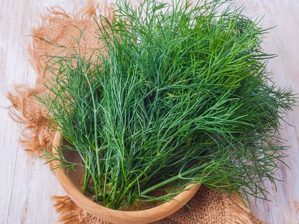 Thì là cũng được xem là một loại thuốc thảo dược tự nhiên giúp làm sạch khoang miệng tuyệt vời. Ngoài ra, loại rau gia vị này còn có tính kháng khuẩn, giúp chống lại những vi khuẩn gây nên sự hôi miệng. (Nguồn Tacdungcuacay)