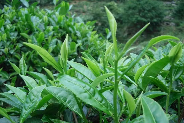 Bạn chỉ cần nhai lá trà xanh và ngậm trong miệng đến khi dịch nướcbọt tiết ra, sau đó nuốt vào trong bụng để hấp thụ hết những tinh chất có trong trà xanh. (Nguồn Benhmedaymanngua).