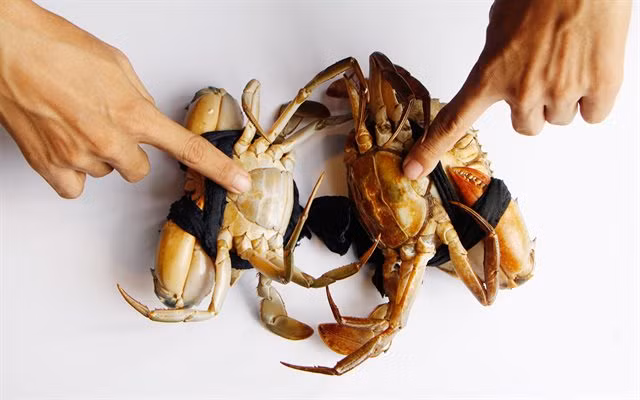 Mai cua biển cũng có thể chữa đau bụng ở phụ nữ sau sinh: Bạn lấy mai cua bể, đem đập vụn thành, sao khô rồi tán bột, uống chung với rượu hâm ấm, uống 2 -3 lần/ngày. Ảnh: Cooky.