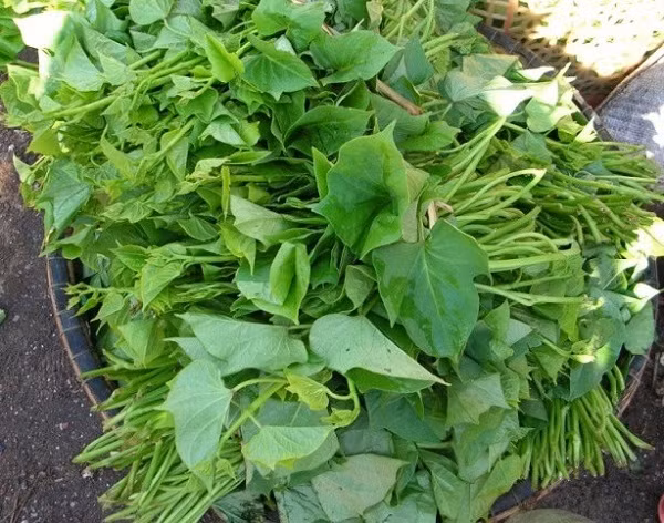 Không chỉ có củ khoai lang mới mang lại lợi ích sức khỏe, rau lang - loại rau phổ biến được nhiều người ưa chuộng cũng giúp thanh nhiệt và giải độc cơ thể hiệu quả. (Nguồn Cachchuahoimieng)