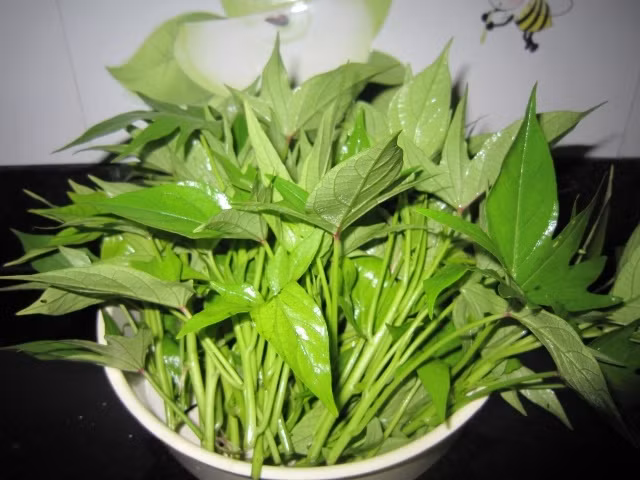 Rau lang chứa hàm lượng chất xơ dồi dào nên hỗ trợ tiêu hóa hoạt động và tiêu thụ các chất béo tích tụ bên trong cơ thể rất tốt. Vì thế, loại rau này rất phù hợp cho người muốn ăn kiêng để giảm cân, người thường xuyên bị táo bón. (Nguồn Caynhalavuon)