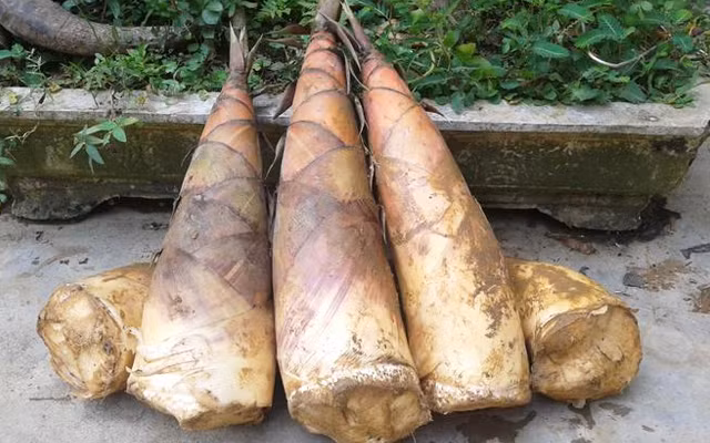 Nhiều người rất thích ăn măng tươi luộc vì có độ giòn và ngọt mát. Tuy nhiên, trong măng tươi chứa nhiều độc tố axit cyanhhydric, khi vào máu có thể gây thiếu oxy cho tổ chức tế bào. (Nguồn Cooky)